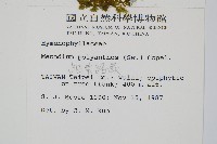 細葉蕗蕨藏品圖，第2張