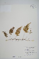 細葉蕗蕨藏品圖，第1張