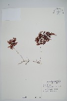 細葉蕗蕨藏品圖，第1張