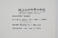 細葉蕗蕨藏品圖，第2張