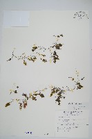 長毛蕗蕨藏品圖，第1張