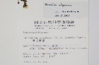 長毛蕗蕨藏品圖，第2張