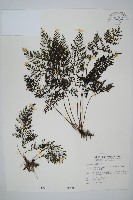 線片長筒蕨藏品圖，第1張