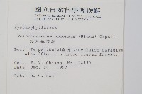 線片長筒蕨藏品圖，第2張