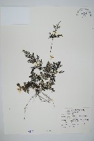 線片長筒蕨藏品圖，第1張