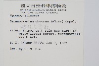 線片長筒蕨藏品圖，第2張