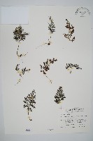 線片長筒蕨藏品圖，第1張