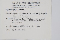 線片長筒蕨藏品圖，第2張