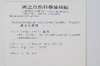 線片長筒蕨藏品圖，第2張