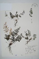 線片長筒蕨藏品圖，第1張