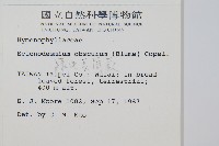 線片長筒蕨藏品圖，第2張