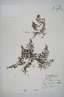 線片長筒蕨藏品圖，第1張