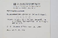 線片長筒蕨藏品圖，第2張