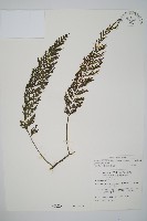南海瓶蕨藏品圖，第1張
