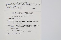 南海瓶蕨藏品圖，第2張