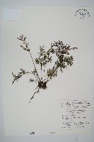 球桿毛蕨藏品圖，第1張