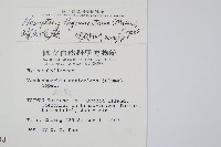 球桿毛蕨藏品圖，第2張