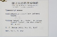 瓶蕨藏品圖，第2張