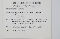 瓶蕨藏品圖，第2張