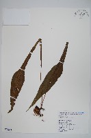 瓶蕨藏品圖，第3張