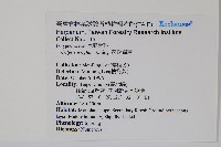 瓶蕨藏品圖，第4張