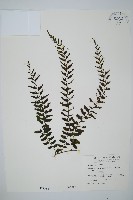 瓶蕨藏品圖，第1張