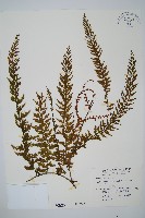 瓶蕨藏品圖，第1張