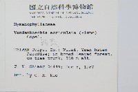 瓶蕨藏品圖，第2張