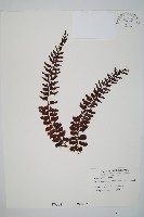 瓶蕨藏品圖，第1張