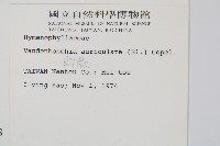 瓶蕨藏品圖，第2張