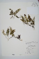 南海瓶蕨藏品圖，第1張