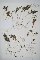 南海瓶蕨藏品圖，第1張