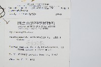 南海瓶蕨藏品圖，第2張