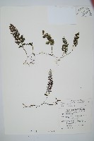 南海瓶蕨藏品圖，第1張