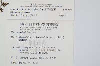 南海瓶蕨藏品圖，第2張