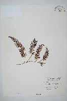 登錄號:P000535藏品圖，第1張