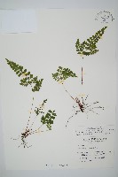 三角葉陵齒蕨藏品圖，第1張