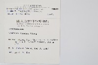 三角葉陵齒蕨藏品圖，第2張