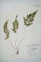 三角葉陵齒蕨藏品圖，第1張