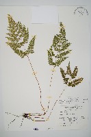 三角葉陵齒蕨藏品圖，第1張