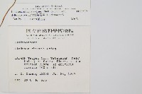三角葉陵齒蕨藏品圖，第2張