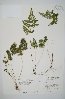 三角葉陵齒蕨藏品圖，第1張