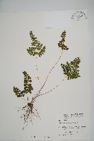 海島鱗始蕨藏品圖，第1張