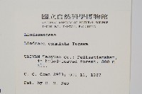 海島鱗始蕨藏品圖，第2張