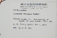 海島鱗始蕨藏品圖，第2張