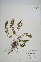 海島鱗始蕨藏品圖，第1張