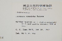 海島鱗始蕨藏品圖，第2張