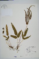 箭葉鱗始蕨藏品圖，第1張