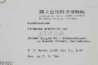 箭葉鱗始蕨藏品圖，第2張