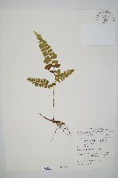 三角葉陵齒蕨藏品圖，第1張